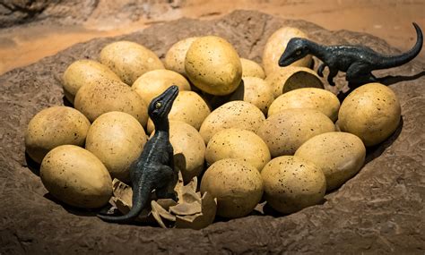 real dinosaur eggs.